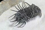 Spiny Koneprusia Trilobite - Large Specimen #72713-3